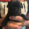 Pug puppies available May 11, 2024