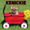 French bulldog puppy - kenickie