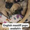 English mastiff pups