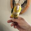 Sweet baby female white bellied caique