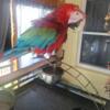 Male green wing macaw