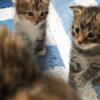 Kittens cute babies from tailless Manx