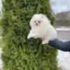 Pomeranian pure breed puppies for sale