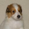 #7 Sable headed white male puppy