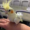 Cockatiels, parrotlets, English budgies and diamond doves any questions let me know 