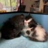 Minuet. Kittens for sale