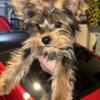 6month old yorkie female