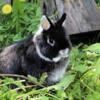 Netherland Dwarf Bunny