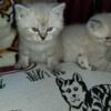 Lynxpoint siamese kittens