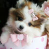 PUPPIES - DIFFERENT BREEDS - SPECIALIZE IN TEACUPS & TOYS   PUPS FROM 0