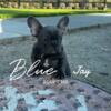 BlueJay Female French Bulldog Puppy Blue