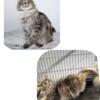 Maine Coon Litter coming soon! Now accepting deposits Poly expected