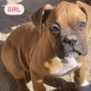 Pure Bred Boxer Puppies for rehoming