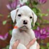 2 white male boxer puppies, health tested & titled parents AKC CH sired