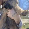 Bullmastiff Poodle puppies - 50$
