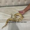 Female KillerBee Scaleless Head Ball Python