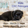 CKC Male Pekingese Puppies