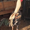 Indio Gigante Female Chickens
