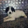 Jackapoo puppy one male available