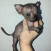 REDUCED Mexican hairless Chihuahuas
