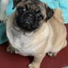 Male and Female Young Adult Pugs need a home.