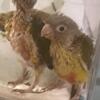 Four baby green cheek Conures for hand feeding