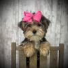 REDUCED Female Yorkie (Parti carrier)