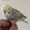 English Budgie spangles & opalines