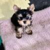 AKC Tiny Yorkshire Terrier Puppies
