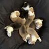 Pembroke Welsh Corgi Pups
