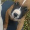 Fawn Male Boxer Puppy
