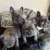 Blue Frenchie puppies