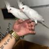 Cockatiels from baby to a 1yr old