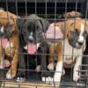 Boxer puppies, 7 beautiful girls, health certificates, fat and happy