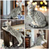 Gorgeous Bengals, blues ready from new homes
