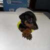Doberman pinscher Puppies available soon Racine, WI