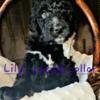 Lily- F1 Bernedoodle
