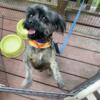 Terrier mix 2yr old great with kids. Energetic