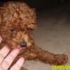 Poodle Puppy Female Red Purebred