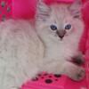 Update sold Ragdoll kitten Tica Purebred show quality blue lynx colorpoint