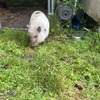 Young pig needs new home