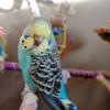 English Budgie Parakeet Babies- Handfed Tame