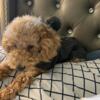 Red Male Miniature Poodle