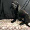 Chocolate lab/Golden retriever puppies for sale!