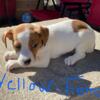 Beautiful Puppies pure Jack Russell Terrier 3 males and 3 females left.