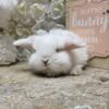 Purebred Holland lop bunny rabbit