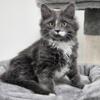 Maine Coon Mix Female Kittens