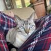 In search of male Bengal cat f4+