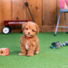 Toy Poodle Puppies! - AKC