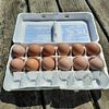 12 Buff Orpington Hatching Eggs